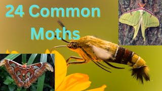 24 Types Of Common Moths  How many can you identify [upl. by Relyuhcs]