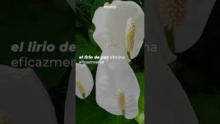 Descubre 5 PLANTAS ideales para INTERIORES CON POCA LUZ 🌱 eLearning FormacionOnline Planta [upl. by Tima253]