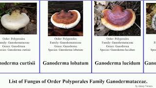 Fungus of Order Polyporales Family Ganodermataceae mushroom colossus sessile lucidum microsporum [upl. by Meave]