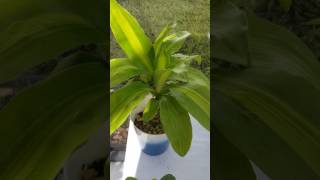 Propagating my Corn Plant AKA Dracaena Massangeana Cane and More [upl. by Elumas681]