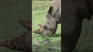 Rhino Dehorning Stops Poaching [upl. by Laertnom670]