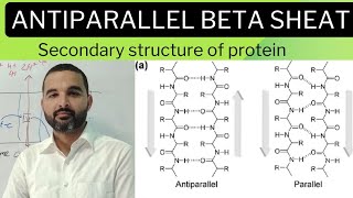 Beta sheat secondary structure of protein lecture 3 [upl. by Ruford]