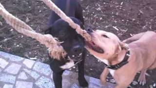 American Pit Bull Terrier amp American Bandog Croatia [upl. by Danette921]