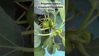 Brigiotto bianco fig update 2024 [upl. by Agnes]