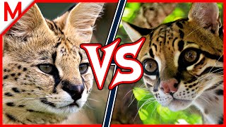 18💥Serval vs Ocelot  Alligator vs Crocodile winner [upl. by Lehcim60]