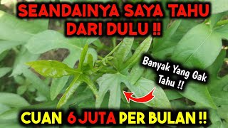 CEPAT TANAM INI ‼️ PANEN CUAN TIAP HARI DI LAHAN SEMPIT ‼️ [upl. by Harlamert]