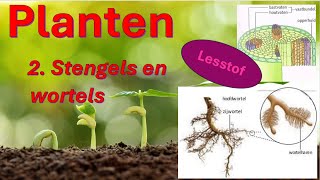 Planten 2 Stengels en wortels [upl. by Kashden]