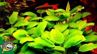 Cycling a Planted Aquarium Biological Filter [upl. by Rois]