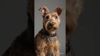 Hare and Lakeland Terrier hybrid 296 hybrid [upl. by Enybor544]