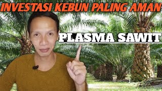 Hati  Hati INVESTASI BODONG  Ini INVESTASI Kebun Sawit PALING AMAN  KEBUN SAWIT PLASMA [upl. by Deraj659]