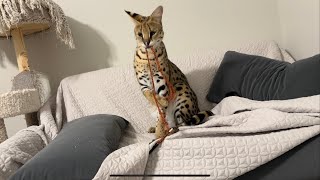 Serval Pet Video [upl. by Huan]