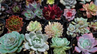 UNBELIEVABLE SUCCULENT PLANT HAUL  FLO Plant Creation [upl. by Pearla866]