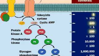 Epinephrine  Adrenaline  Epinephrine Molecular Mechanism [upl. by Ahsam]