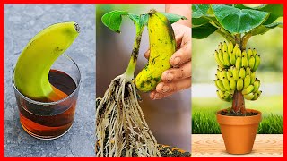 How to Grow Banana Tree From Banana 🍌🍌🍌 New gardening method [upl. by Yerffeg713]