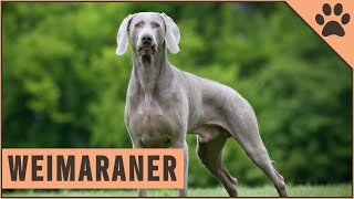 Weimaraner  All About The Dog Breed [upl. by Storz]