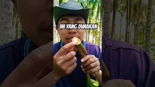 Bagian tunas kelapa yang bisa dimakan kelapa [upl. by Philcox]