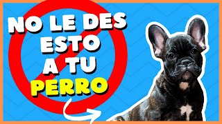 🚫¡CUIDADO No le des éstos alimentos a tu perro🚫 [upl. by Acinemod]