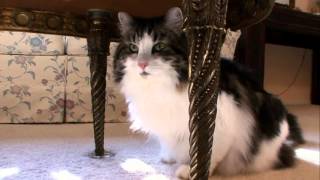 Cats 101 Animal Planet  Norweigan Forest Cat  High Quality [upl. by Nod]