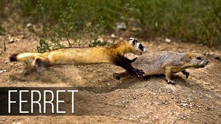 FERRET in Action Facts about Fast and agile Ferret terrifies snakes rabbits and squirrels [upl. by Trahern]