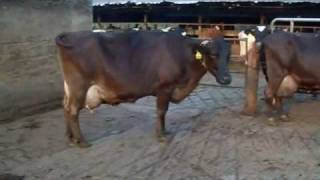 Brown Swiss x Holstein Crossbred Twins [upl. by Nosniv607]