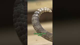 Neotropical Rattlesnake scorpion tail [upl. by Inalial366]