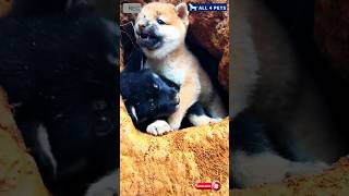 Aggressive dog puppies viral shorts puppy [upl. by Waxman]