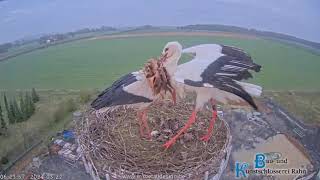 Storchennest Hungen  Das 1 Ei 🥚 und der Morgen danach  22032024 [upl. by Gurtner]