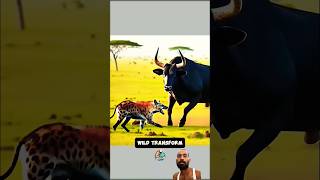 Hyena 😂 cow fight for baby🐄 cow hyena animals wildanimals wildlife remix trending [upl. by Baoj]