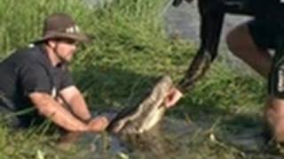 Huge Gator on Golf Course  Gator Boys [upl. by Drofniw]