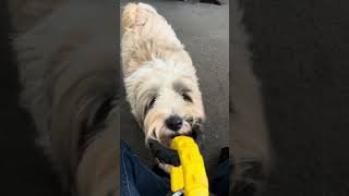 Finally a toy Barney dog doesn’t destroy tibetanterrier [upl. by Mcclure]