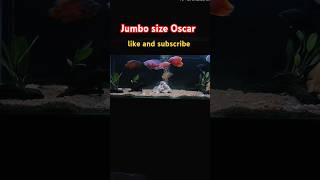 Jumbo size Oscar  oscar fish tank setup aquarium fish tank  shortsviral shortsfeed ytshort [upl. by Tnomel]