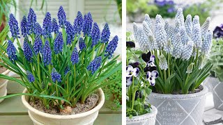 How to Plant Muscari in Containers Spring Garden Guide [upl. by Adnarim390]