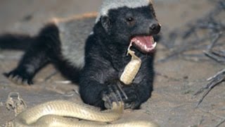 The Honey Badgers Dont give a F [upl. by Mellitz791]