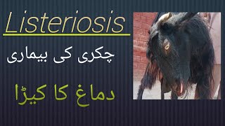 Listeriosis  chakri ki bimari دماغ کا کیڑا بکری کو لقوا ہو گیا [upl. by Arinayed]