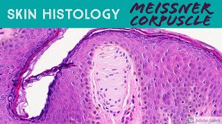 Skin Histology Meissner Corpuscle tactile corpuscle [upl. by Shaeffer]