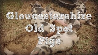 Gloucestershire Old Spot Pigs along with Tamworth Berkshire and Red Wattle Pigs [upl. by Adneral]