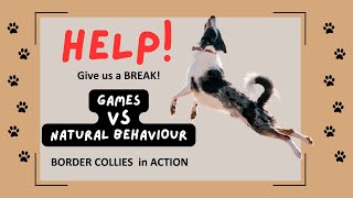 Border Collie games amp play activities vs working sheepdog dogtrainingtips bordercollie sheepdogs [upl. by Mack]