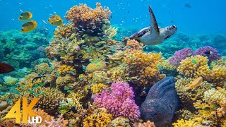 4K Stunning Underwater Wonders of the Red Sea  Colorful Coral Reef Inhabitants  3 HOUR [upl. by Nnaerb187]