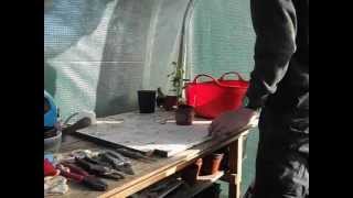 Transplanting an Apple seedling [upl. by Darla]