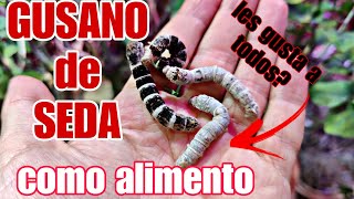 Les gusta el GUSANO de SEDA a TODOS los REPTILES y ANFIBIOS COMO es de NUTRITIVO [upl. by Gnilrac397]