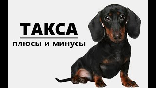 ТАКСА Плюсы и минусы породы dachshund [upl. by Ellesirg]