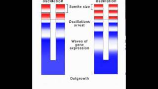 Simulation of the Clock and Wavefront Mechanism [upl. by Gerhan715]