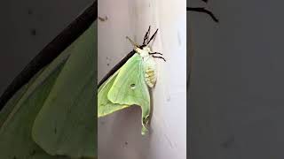 Top 5 North American Moths [upl. by Rik]