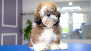 5 MONTH OLD SHIHTZU PUPPY FIRST GROOMING ✂️❤️🐶 [upl. by Ettevad565]