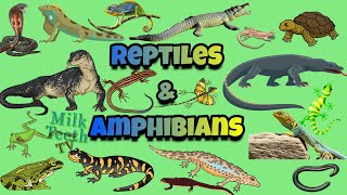 Reptiles and Amphibians explained with pictures  differences between Reptiles and Amphibians [upl. by Annavaig]