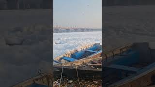 Yamuna  Toxic foam covers river flowing through Indias capital [upl. by Atnom703]