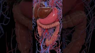 Peristalsis of the large intestine 3dmodel anatomy meded [upl. by Earvin516]