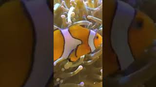 Close view of Adamsia Sea anemone of Phylum Coelenterata and Clown fish [upl. by Naened]