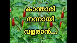 കാന്താരി നന്നായി വളരാൻ ശ്രദ്ധിക്കേണ്ട കാര്യങ്ങൾ Kanthari Krishi Agriculture Malayalam Video [upl. by Hahseram]