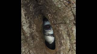 Smart Hornbill Nest 😱 [upl. by Gnex]